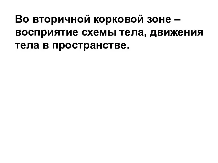 Во вторичной корковой зоне – восприятие схемы тела, движения тела в пространстве.