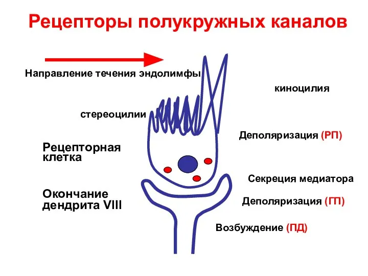 Рецепторы полукружных каналов киноцилия стереоцилии Рецепторная клетка Окончание дендрита VIII Деполяризация