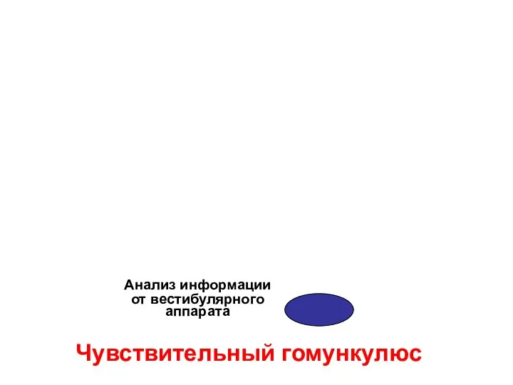 Чувствительный гомункулюс Анализ информации от вестибулярного аппарата