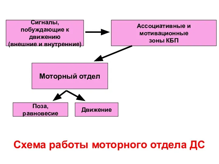 Схема работы моторного отдела ДС Ассоциативные и мотивационные зоны КБП Сигналы,