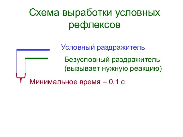 Схема выработки условных рефлексов Условный раздражитель Безусловный раздражитель (вызывает нужную реакцию) Минимальное время – 0,1 с