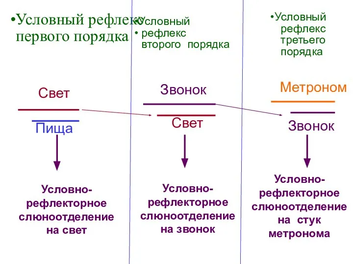 Условный рефлекс первого порядка Свет Пища Условно- рефлекторное слюноотделение на свет