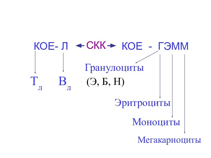 СКК КОЕ - ГЭММ Гранулоциты (Э, Б, Н) Эритроциты Моноциты Мегакариоциты КОЕ- Л Тл Вл
