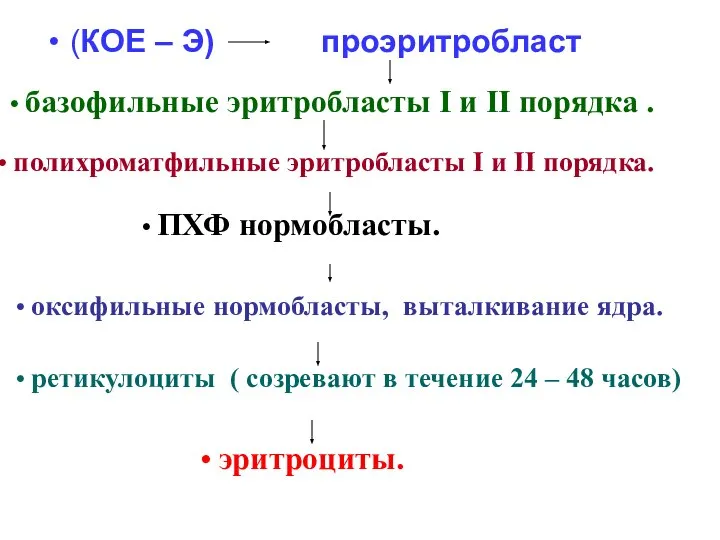 (КОЕ – Э) проэритробласт базофильные эритробласты I и II порядка .