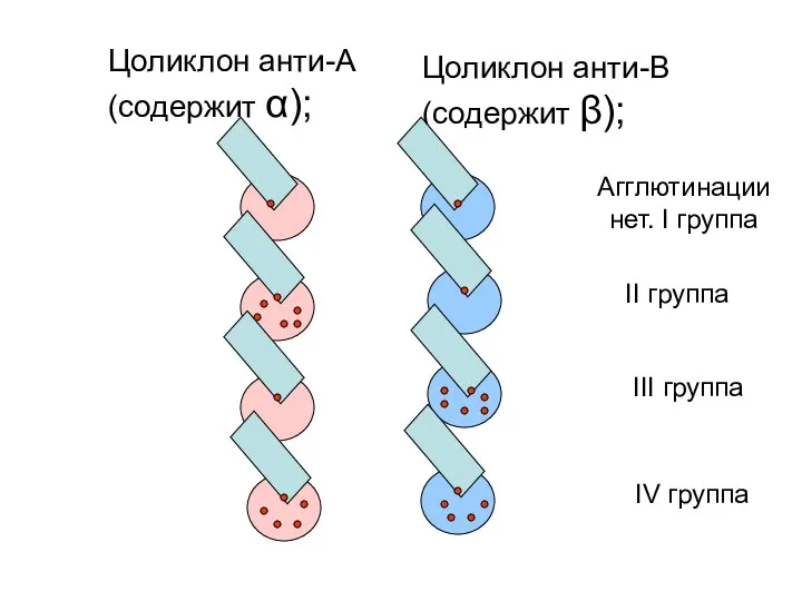 Цоликлон анти-А (содержит α); Цоликлон анти-В (содержит β); Агглютинации нет. I