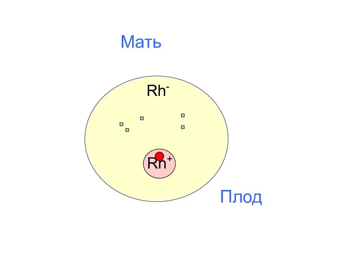 Мать Rh- Rh+ Плод