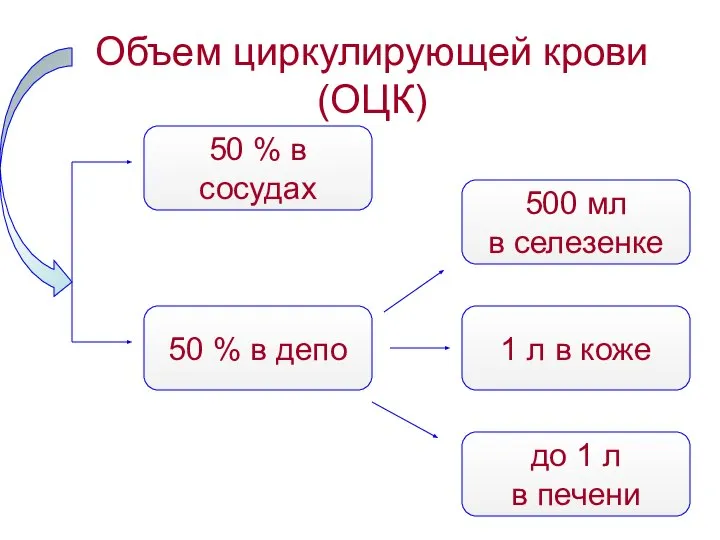 Объем циркулирующей крови (ОЦК) 50 % в сосудах 50 % в