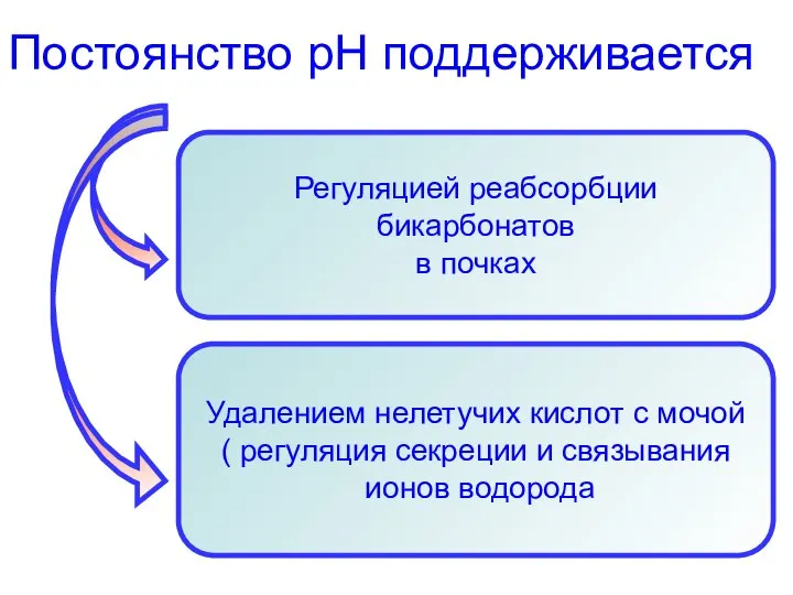 Постоянство рН поддерживается Регуляцией реабсорбции бикарбонатов в почках Удалением нелетучих кислот