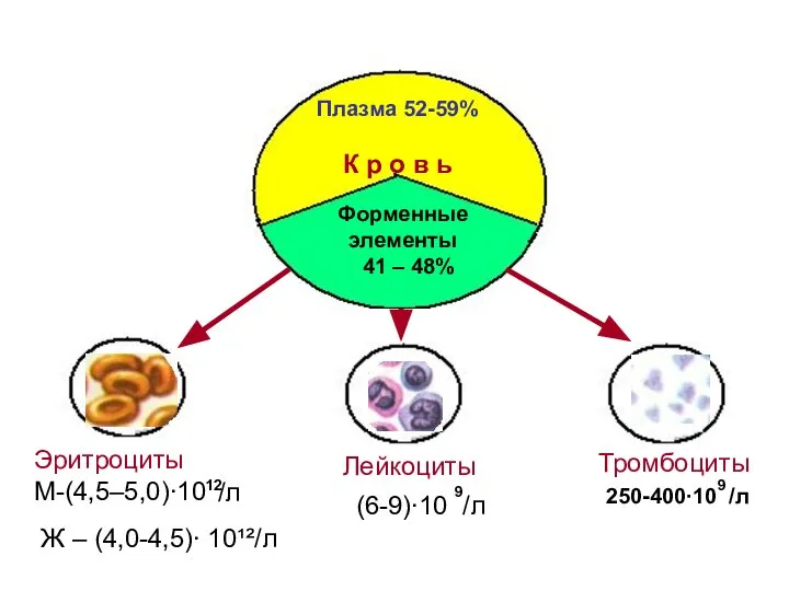 К р о в ь Плазма 52-59% Форменные элементы 41 –