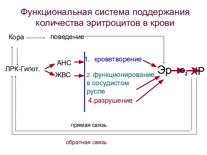 Эр ХР ЛРК-Гипот. АНС ЖВС кроветворение 2. функционирование в сосудистом русле