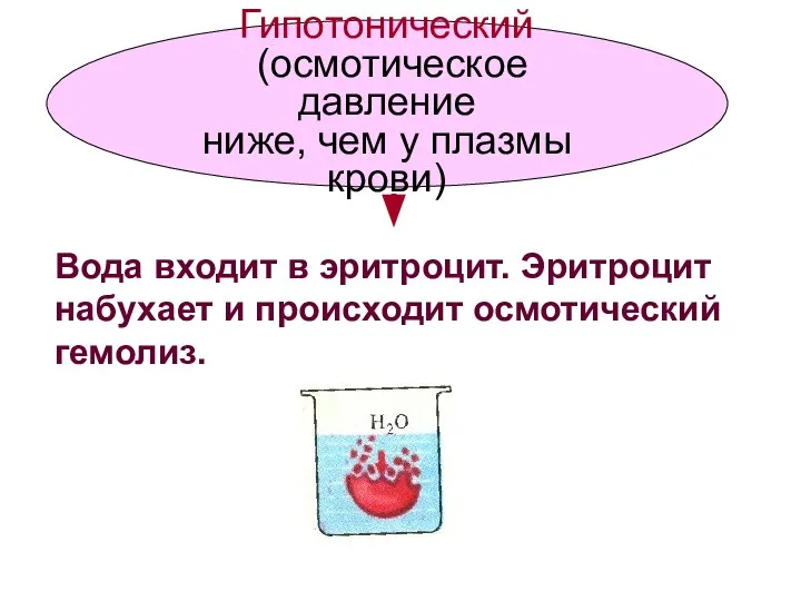 Гипотонический (осмотическое давление ниже, чем у плазмы крови) Вода входит в