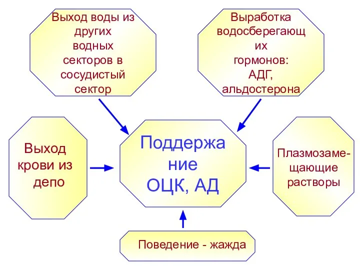 Поддержание ОЦК, АД Выработка водосберегающих гормонов: АДГ, альдостерона Выход воды из