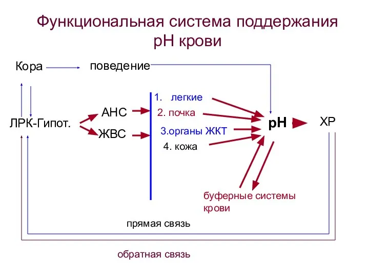 рН ХР ЛРК-Гипот. АНС ЖВС легкие 2. почка 3.органы ЖКТ буферные