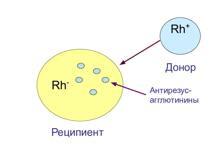Rh- Реципиент Rh+ Донор Антирезус- агглютинины