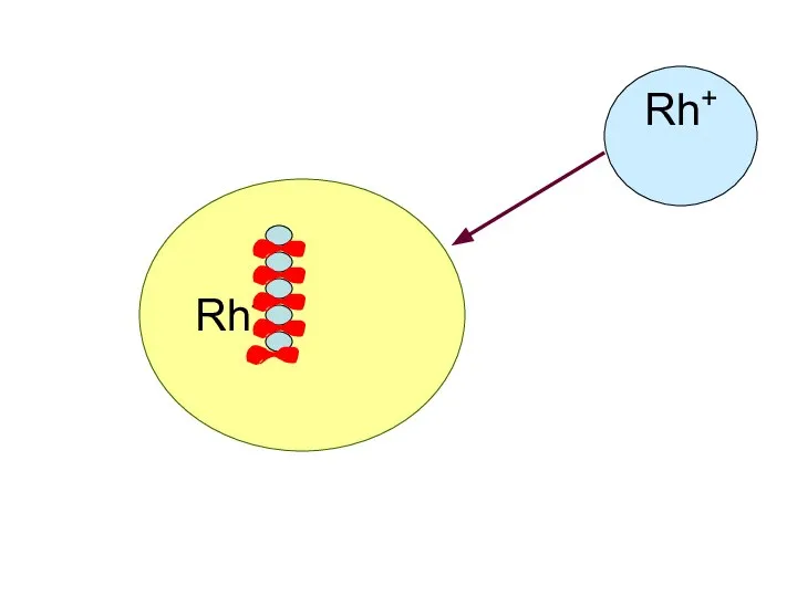 Rh- Rh+