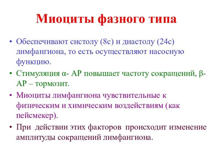 Миоциты фазного типа Обеспечивают систолу (8с) и диастолу (24с) лимфангиона, то