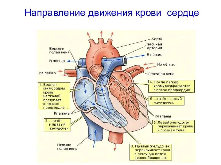 Направление движения крови сердце