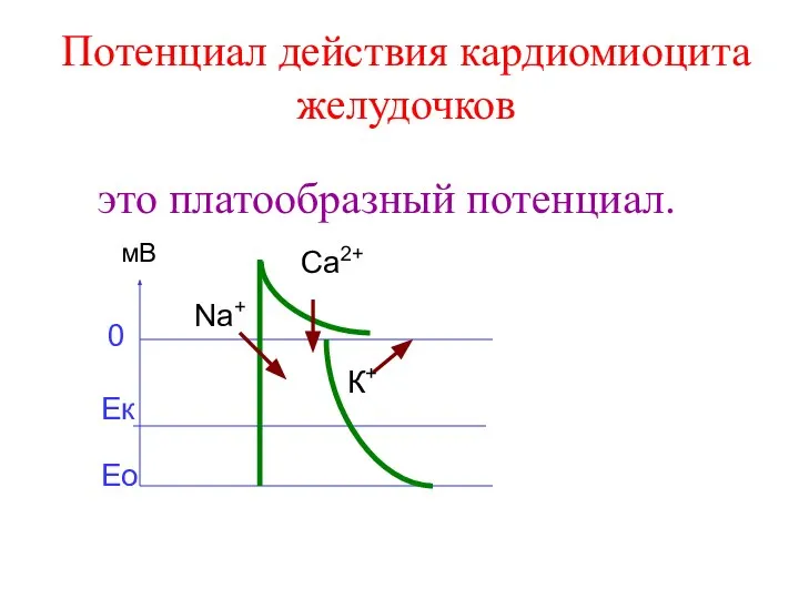 Потенциал действия кардиомиоцита желудочков это платообразный потенциал. Ео Ек 0 мВ Na+ Са2+ К+