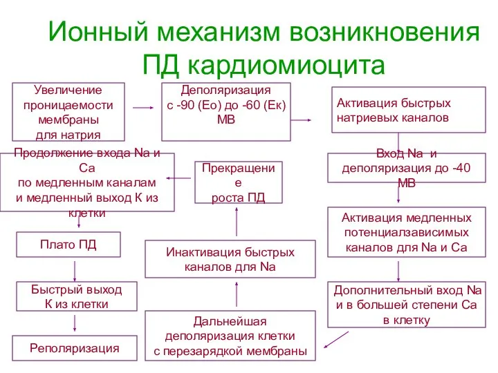 Ионный механизм возникновения ПД кардиомиоцита Деполяризация с -90 (Ео) до -60