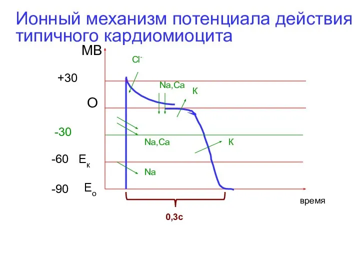 Na Eо -90 Ек -60 О МВ +30 время Na,Са К