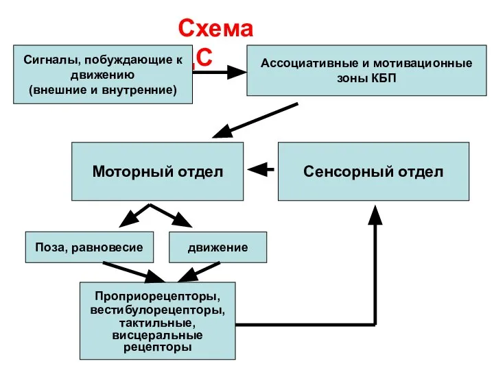 Схема ДС Ассоциативные и мотивационные зоны КБП Сигналы, побуждающие к движению