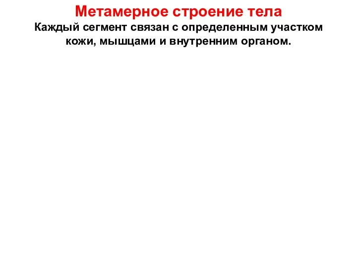 Метамерное строение тела Каждый сегмент связан с определенным участком кожи, мышцами и внутренним органом.