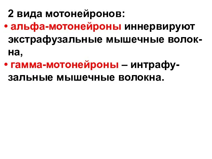 2 вида мотонейронов: альфа-мотонейроны иннервируют экстрафузальные мышечные волок- на, гамма-мотонейроны – интрафу- зальные мышечные волокна.