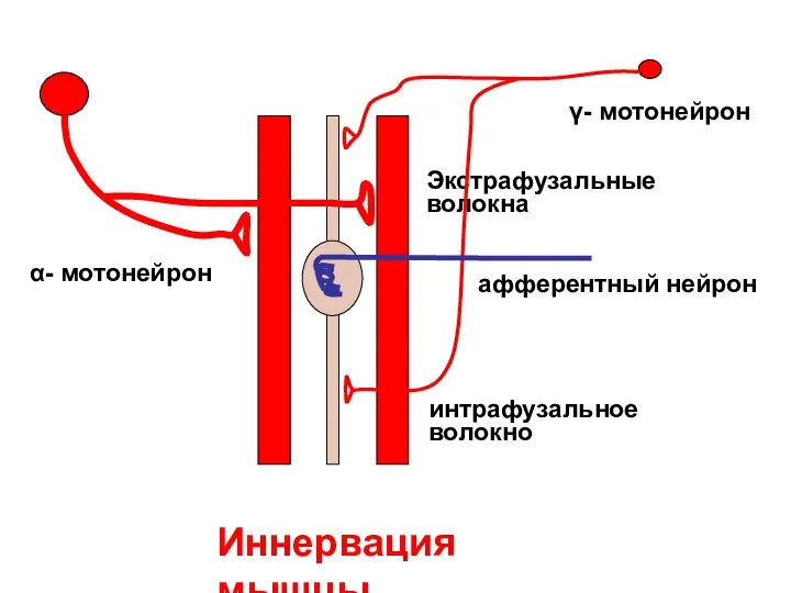 Экстрафузальные волокна интрафузальное волокно Иннервация мышцы α- мотонейрон γ- мотонейрон афферентный нейрон