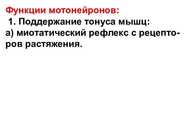 Функции мотонейронов: 1. Поддержание тонуса мышц: а) миотатический рефлекс с рецепто- ров растяжения.