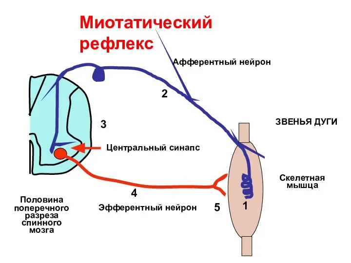 Миотатический рефлекс Половина поперечного разреза спинного мозга 1 Скелетная мышца 2