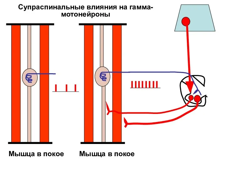 Мышца в покое Мышца в покое Супраспинальные влияния на гамма- мотонейроны
