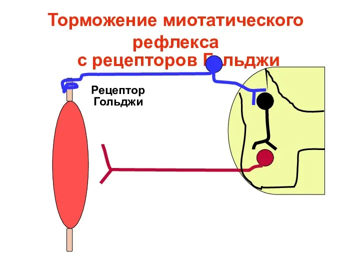 Торможение миотатического рефлекса с рецепторов Гольджи Рецептор Гольджи