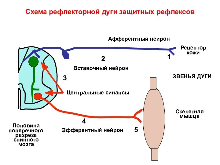 Схема рефлекторной дуги защитных рефлексов Половина поперечного разреза спинного мозга Скелетная