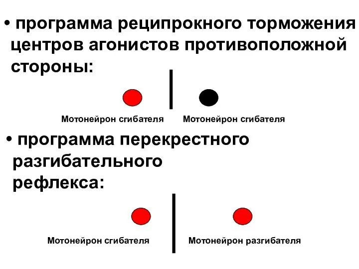 программа реципрокного торможения центров агонистов противоположной стороны: Мотонейрон сгибателя Мотонейрон сгибателя