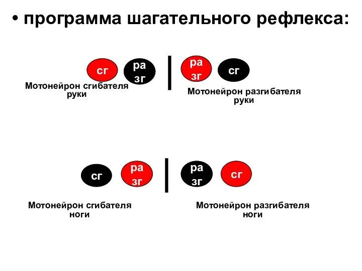 программа шагательного рефлекса: сг разг Мотонейрон сгибателя ноги Мотонейрон разгибателя ноги