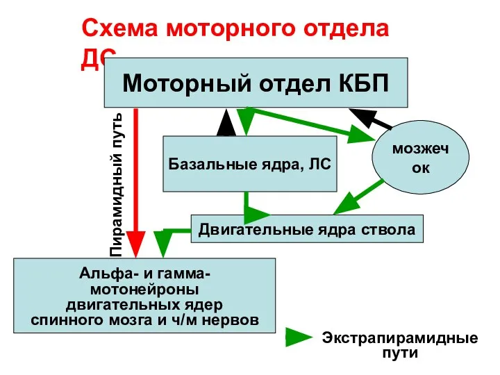 Схема моторного отдела ДС Моторный отдел КБП Пирамидный путь Альфа- и