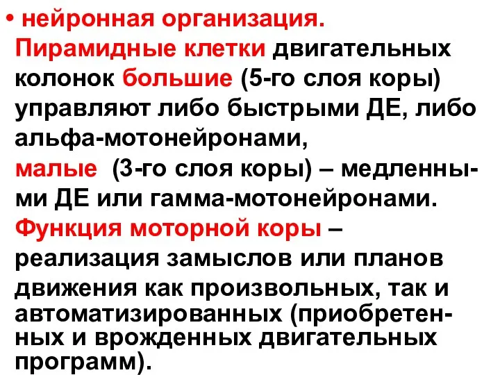 нейронная организация. Пирамидные клетки двигательных колонок большие (5-го слоя коры) управляют