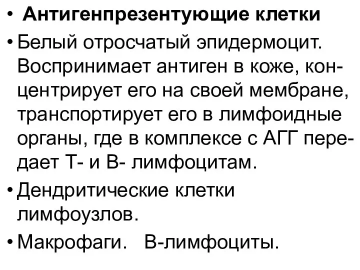 Антигенпрезентующие клетки Белый отросчатый эпидермоцит. Воспринимает антиген в коже, кон-центрирует его