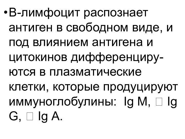 В-лимфоцит распознает антиген в свободном виде, и под влиянием антигена и