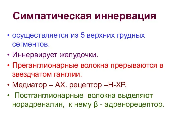 Симпатическая иннервация осуществляется из 5 верхних грудных сегментов. Иннервирует желудочки. Преганглионарные