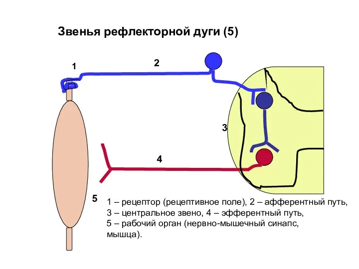 Звенья рефлекторной дуги (5) 1 2 3 4 5 1 –