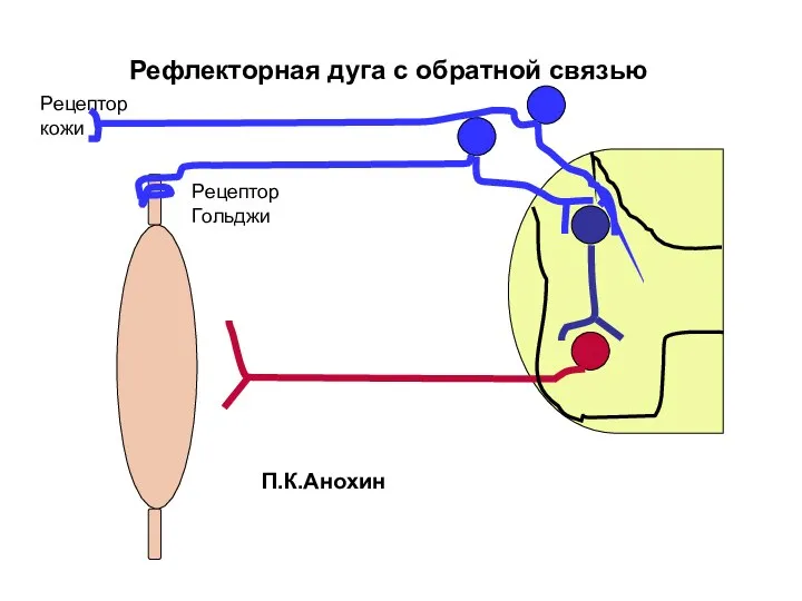 Рефлекторная дуга с обратной связью Рецептор кожи Рецептор Гольджи П.К.Анохин