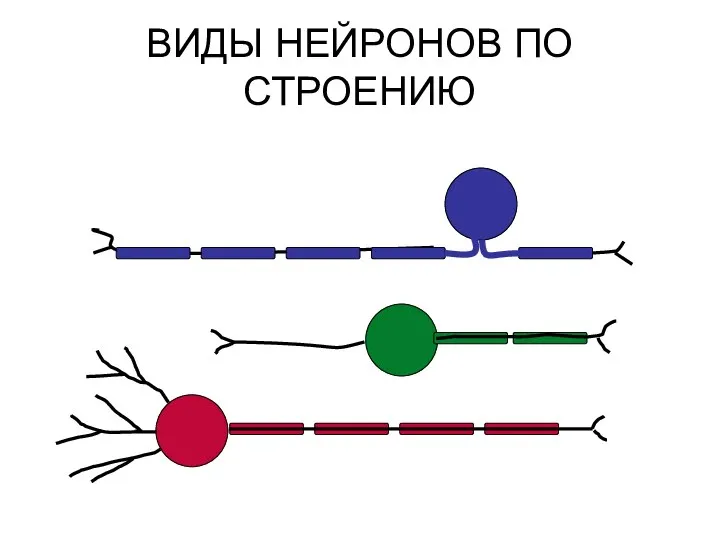 ВИДЫ НЕЙРОНОВ ПО СТРОЕНИЮ