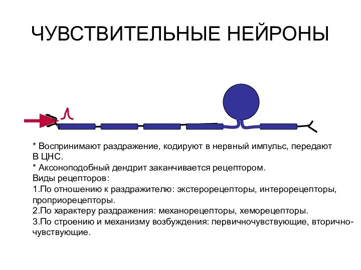 ЧУВСТВИТЕЛЬНЫЕ НЕЙРОНЫ * Воспринимают раздражение, кодируют в нервный импульс, передают В