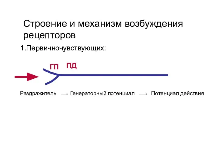 Строение и механизм возбуждения рецепторов 1.Первичночувствующих: ГП Раздражитель Генераторный потенциал Потенциал действия ПД