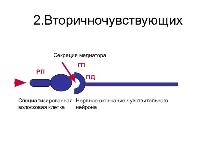 2.Вторичночувствующих РП ГП ПД Специализированная волосковая клетка Нервное окончание чувствительного нейрона Секреция медиатора