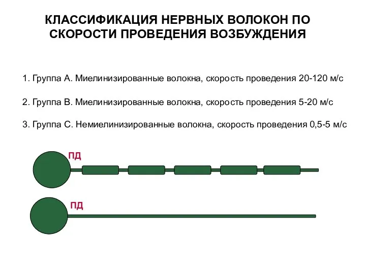 КЛАССИФИКАЦИЯ НЕРВНЫХ ВОЛОКОН ПО СКОРОСТИ ПРОВЕДЕНИЯ ВОЗБУЖДЕНИЯ 1. Группа А. Миелинизированные