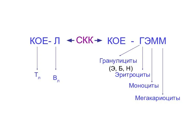 СКК КОЕ - ГЭММ Гранулициты (Э, Б, Н) Эритроциты Моноциты Мегакариоциты КОЕ- Л Тл Вл