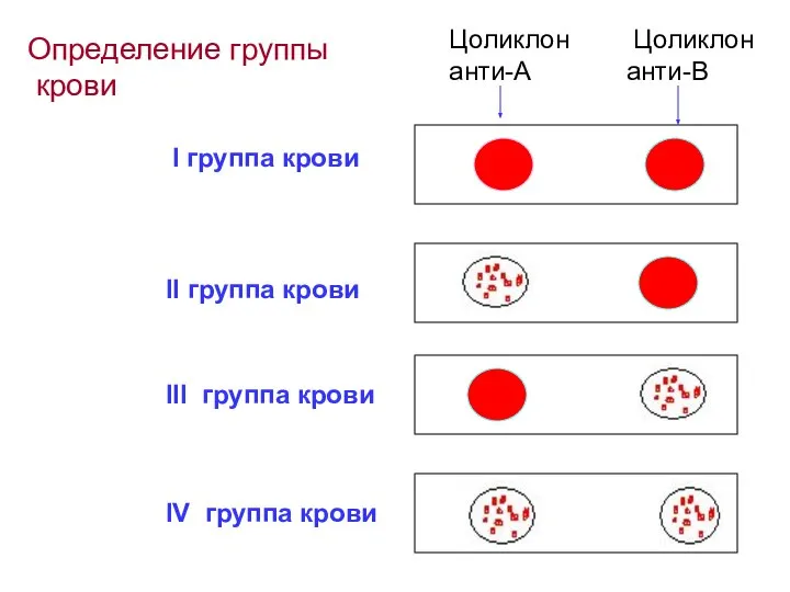 Цоликлон анти-А Цоликлон анти-В I группа крови II группа крови III