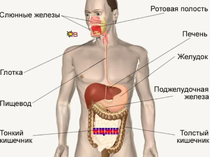 КЦЖК ПВ